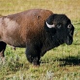 Mammifères - Artiodactyles