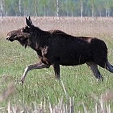 Mam&#237;feros - Artiod&#225;tilos