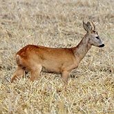 Mamíferos - Artiodátilos