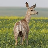 Mam&#237;feros - Artiod&#225;tilos