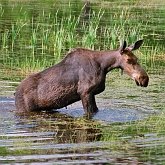 Mamíferos - Artiodátilos