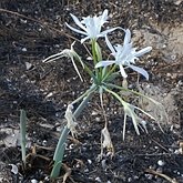 Angiospermes Monocotylédones - Asparagales