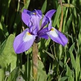 Angiosperms Monocots - Asparagales