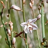Angiospermes Monocotyl&#233;dones - Asparagales