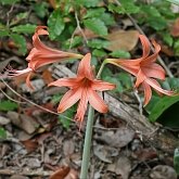 Angiosperms Monocots - Asparagales