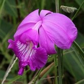 Angiospermes Monocotylédones - Asparagales