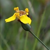 Angiospermas Monocotiledôneas - Asparagales