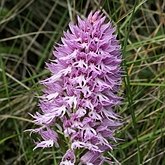 Angiospermes Monocotylédones - Asparagales