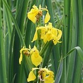 Angiosperms Monocots - Asparagales