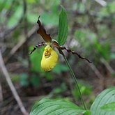 Angiospermas Monocotiledôneas - Asparagales