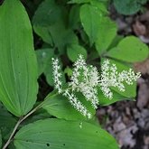 Angiospermes Monocotyl&#233;dones - Asparagales
