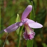 Angiosperms Monocots - Asparagales