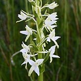 Okrytonasienne jednoliścienne - Asparagales (amarylkowce)