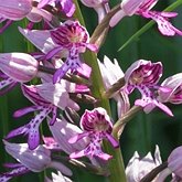 Okrytonasienne jednoliścienne - Asparagales (amarylkowce)