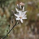 Okrytonasienne jednoliścienne - Asparagales (amarylkowce)
