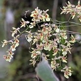 Okrytonasienne jednoliścienne - Asparagales (amarylkowce)