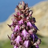 Okrytonasienne jednoliścienne - Asparagales (amarylkowce)