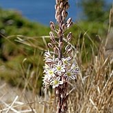 Okrytonasienne jednoliścienne - Asparagales (amarylkowce)