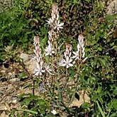Okrytonasienne jednoliścienne - Asparagales (amarylkowce)