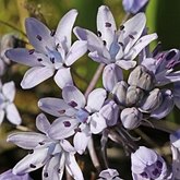 Okrytonasienne jednoliścienne - Asparagales (amarylkowce)