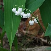 Okrytonasienne jednoliścienne - Asparagales (amarylkowce)