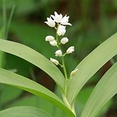 Okrytonasienne jednoliścienne - Asparagales (amarylkowce)