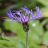 Angiospermas Eudicotiledôneas  - Asterales