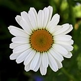 Angiospermes Eudicotyl&#233;dones - Asterales