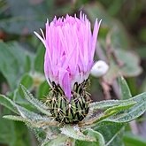 Angiosperms Eudicots  - Asterales