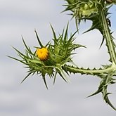 Angiospermas Eudicotiled&#244;neas  - Asterales