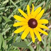 Angiospermas Eudicotiledôneas  - Asterales