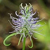 Angiospermas Eudicotiled&#244;neas  - Asterales