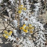 Angiosperms Eudicots  - Asterales