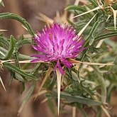 Angiospermes Eudicotyl&#233;dones - Asterales