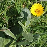 Angiospermes Eudicotylédones - Asterales