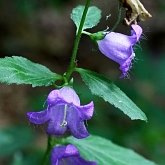 Angiosperms Eudicots  - Asterales