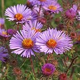 Angiospermes Eudicotyl&#233;dones - Asterales