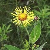 Angiospermes Eudicotylédones - Asterales