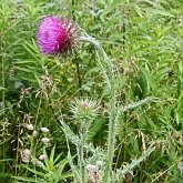 Angiospermes Eudicotyl&#233;dones - Asterales