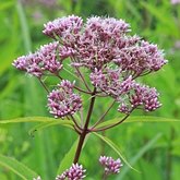 Angiosperms Eudicots  - Asterales