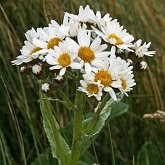 Angiospermes Eudicotyl&#233;dones - Asterales