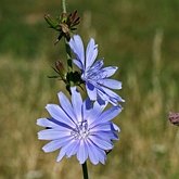 Angiospermes Eudicotyl&#233;dones - Asterales