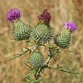 Angiosperms Eudicots  - Asterales