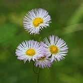 Angiospermas Eudicotiledôneas  - Asterales