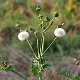 Angiospermas Eudicotiled&#244;neas  - Asterales