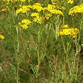 Angiospermas Eudicotiled&#244;neas  - Asterales