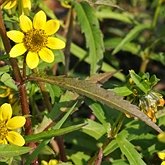 Angiosperms Eudicots  - Asterales