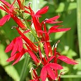 Okrytonasienne dwuliścienne - Asterales (astrowce)