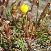 Okrytonasienne dwuliścienne - Asterales (astrowce)