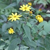 Okrytonasienne dwuliścienne - Asterales (astrowce)
